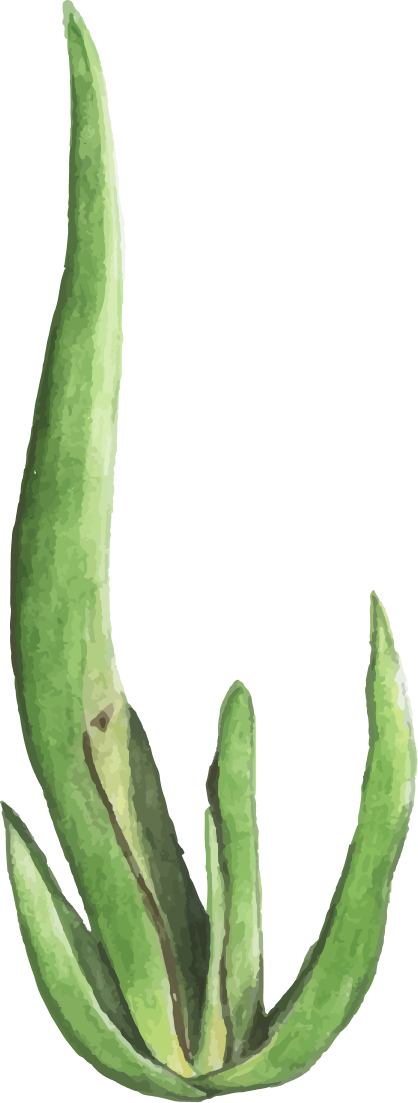 Drmomhand Aloe Vera Oil