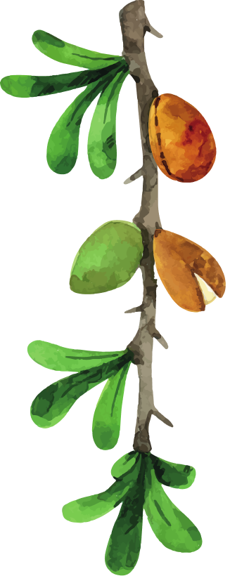 Drmomhand Argan Oil
