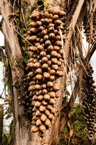 Drmomhand Organic Babassu Oil