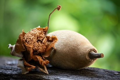 Drmomhand Organic Wild Baobab Oil