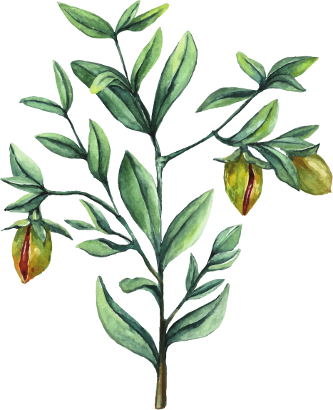 Drmomhand Jojoba Oil