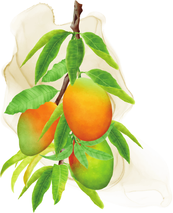 Drmomhand Mangobutter