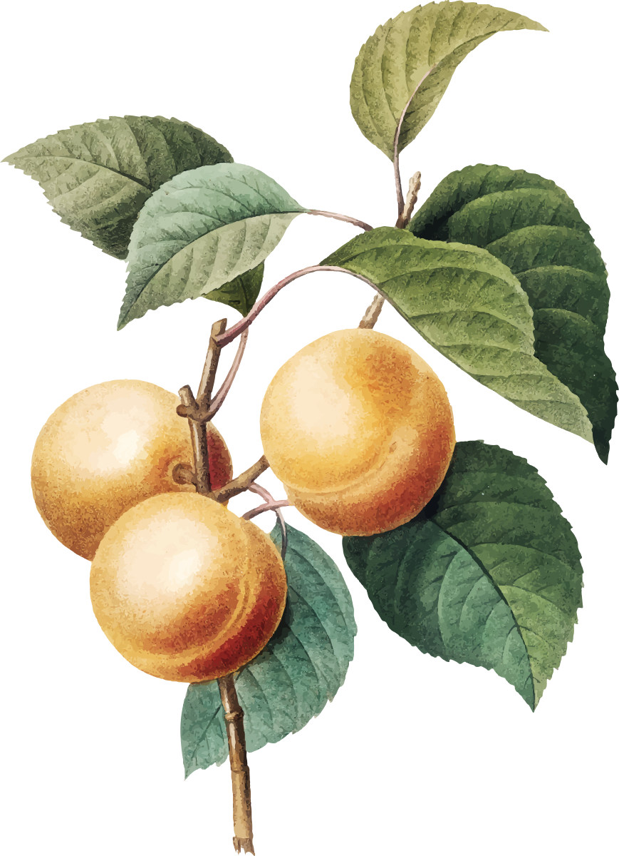 Drmomhand Marula Oil