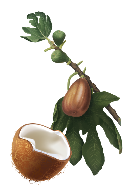 Drmomhand Beurre de Karité et Huile de Coco